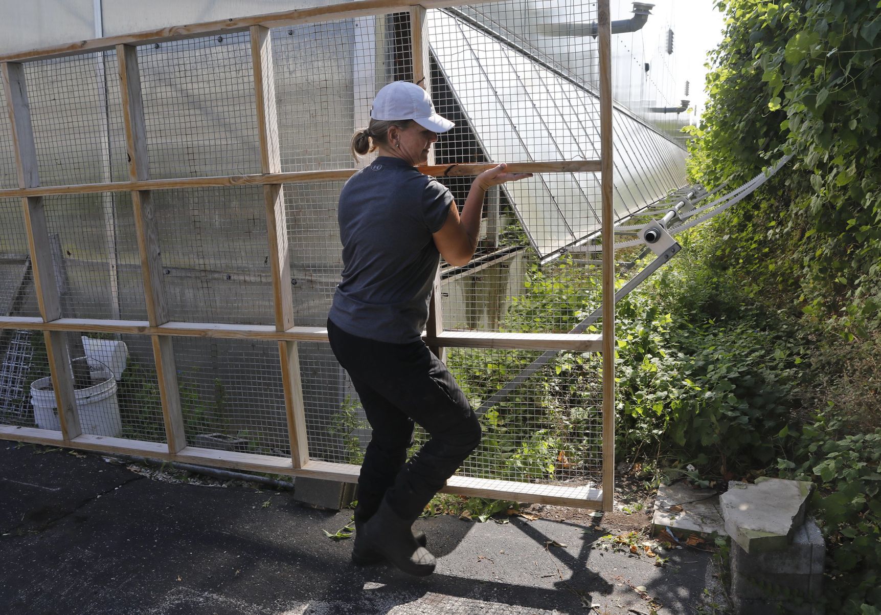 Goats make quick work of urban clearing
